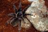 brachypelmaalbopilosum_t1.jpg