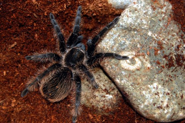 B. Albopilosum
