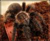 brachypelmaalbopilosums_t1.jpg