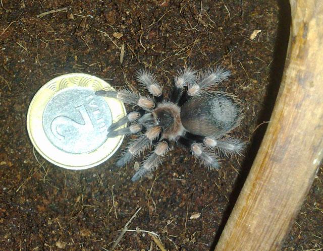 B. smithi