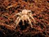 bsmithi_t1.jpg