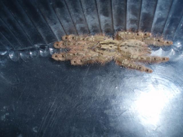 S. calceatum