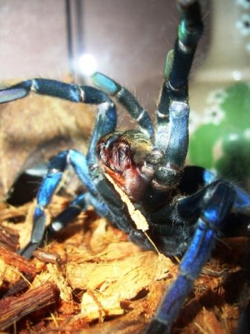 Haplopelma Lividum