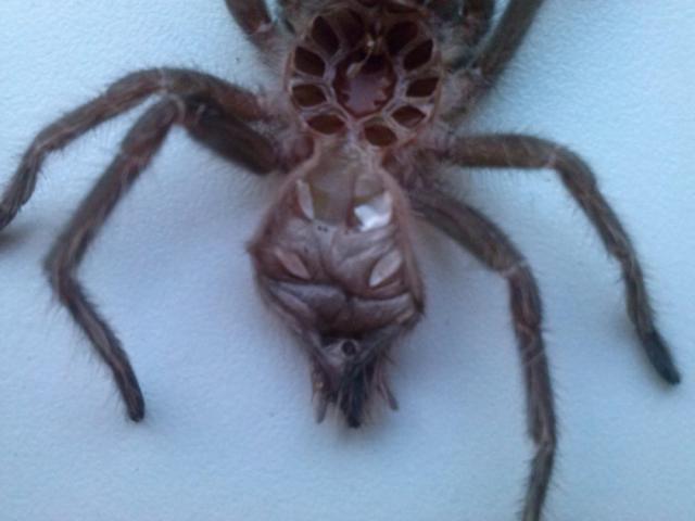 L. parahybana išnara