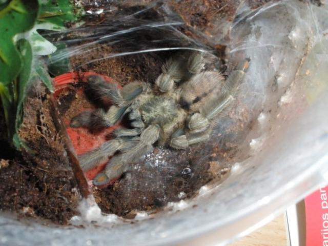 Psalmopoeus cambridgei