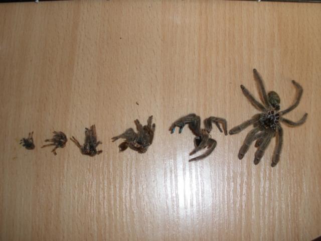 Psalmopoeus cambridgei