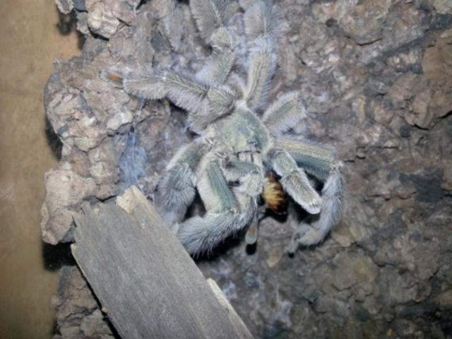 Psalmopoeus cambridgei L9