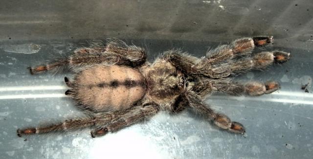 Psalmopoeus cambridgei