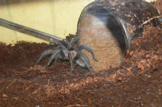 Ph. cancerides