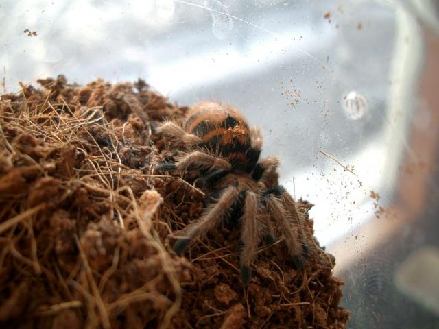 Chromatopelma cyaneopubescens