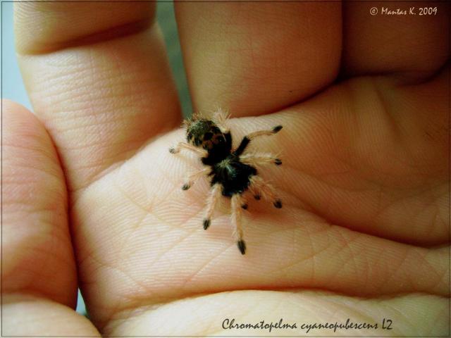 Chromatopelma cyaneopubescens