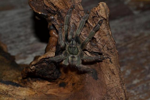 P.cambridgei