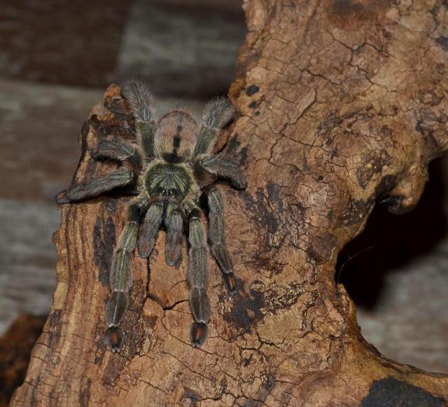 P.cambridgei