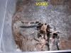 ceratogyrus_t1.jpg