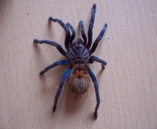 Chromatopelma cyaneopubescens