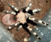 chromatus_t1_1_2.jpg