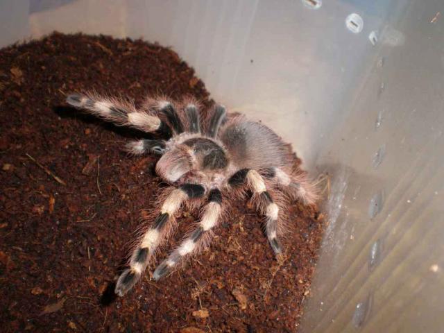Nhandu chromatus