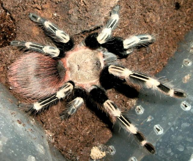 Nhandu chromatus