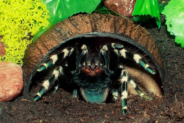 Nhandu chromatus