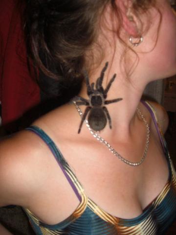 L. parahybana
