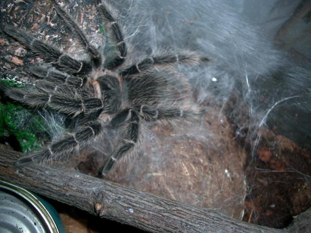 Lasiodora parahybana