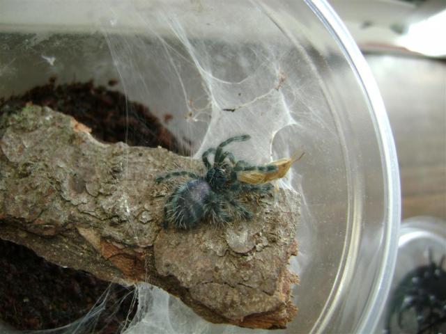 Versicolor'as