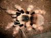 coloratovillosus_t1.jpg