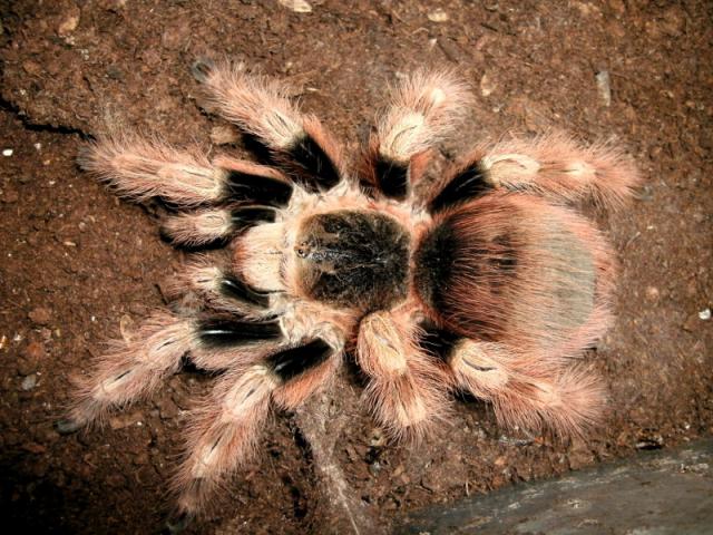 Nhandu coloratovillosus
