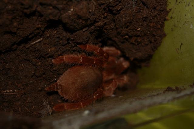 Citharischius crawshayi