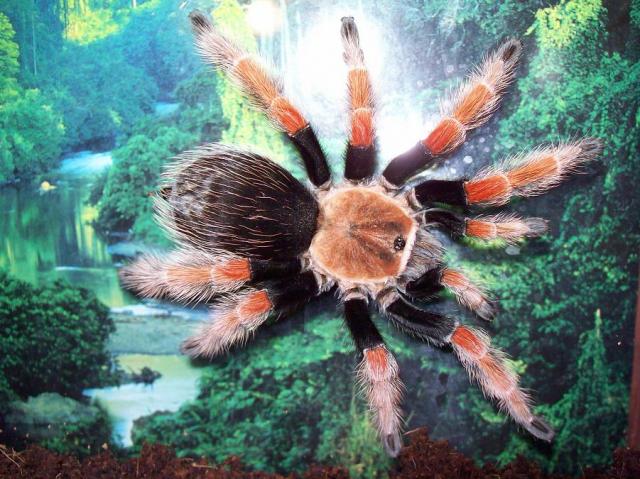 B. boehmei 