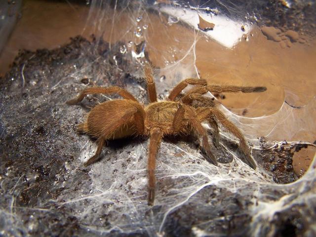 Ch. discolus 