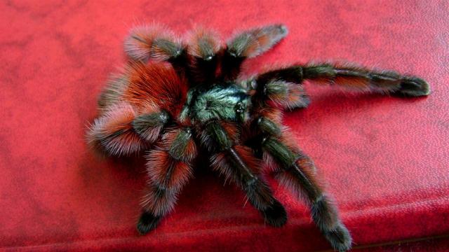 Avicularia versicolor
