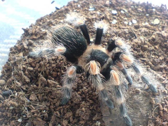 Brachyplema smithi