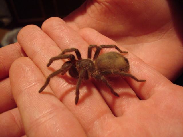 Lasiodora parahybana