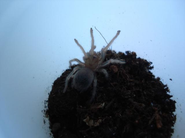 smithi