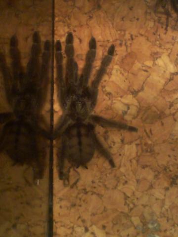 Psalmopoeus cambridgei