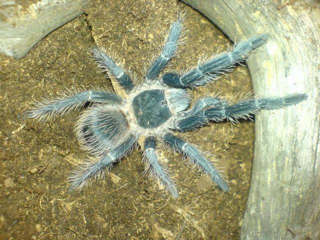 Lasiodora parahybana