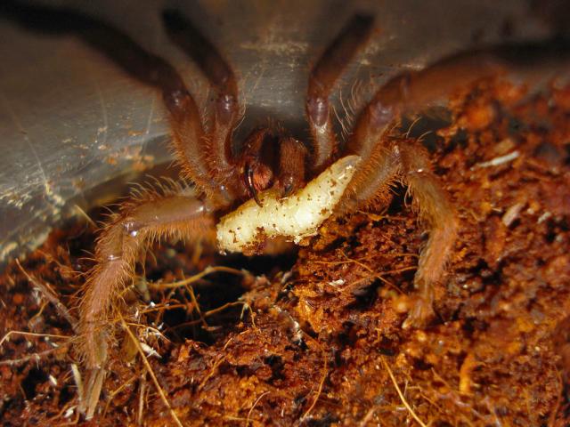 Selenocosmia javanensis