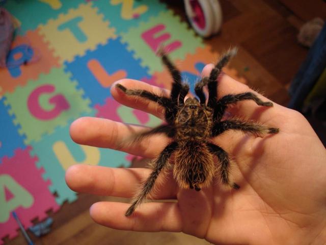 B. albopilosum