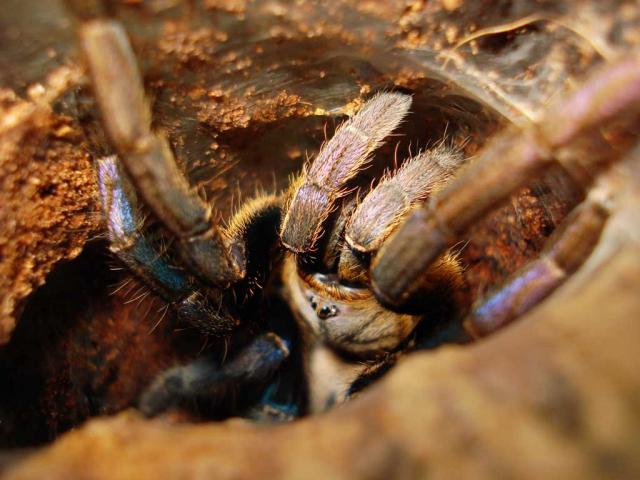 Haplopelma lividum