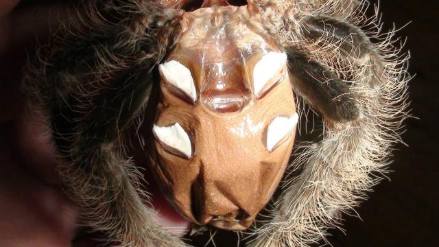 B.albopilosum
