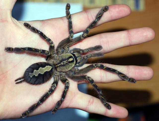 P. ornata. L9. RIP. 2