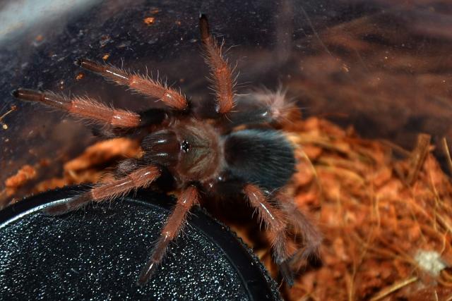 Mažylis Brachypelma boehmei (L5)