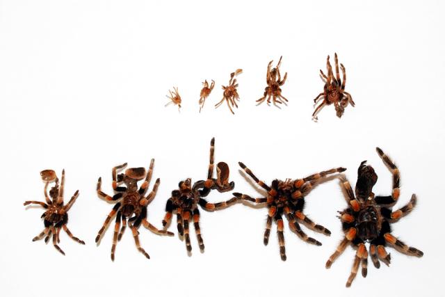 Smithi 