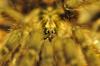 dsc_0243ss_t1.jpg