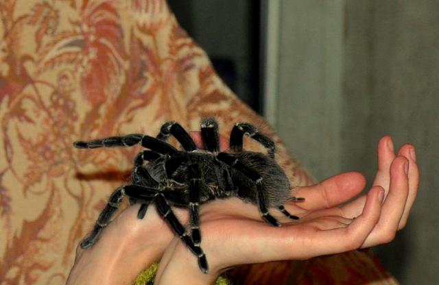 Lasiodora Parahybana