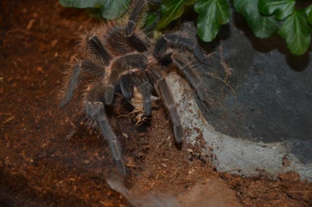 Lasiodora Parahybana