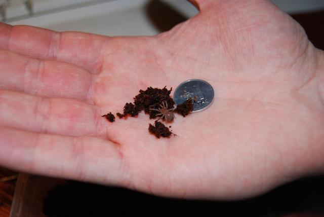Brachypelma smithi