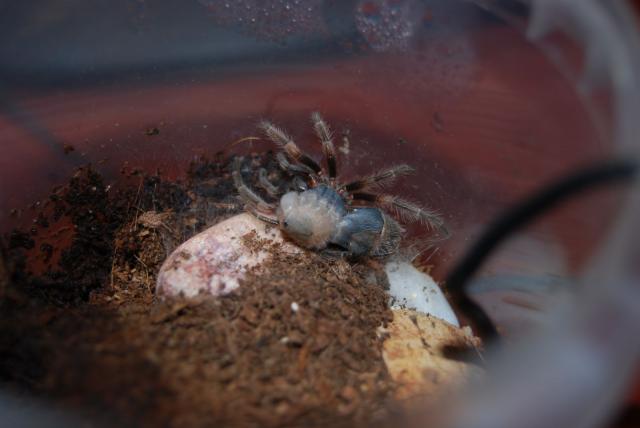 B. smithi