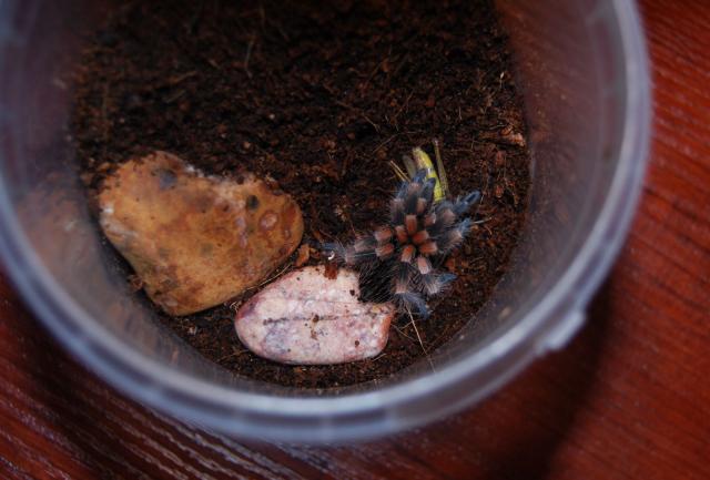 B. smithi